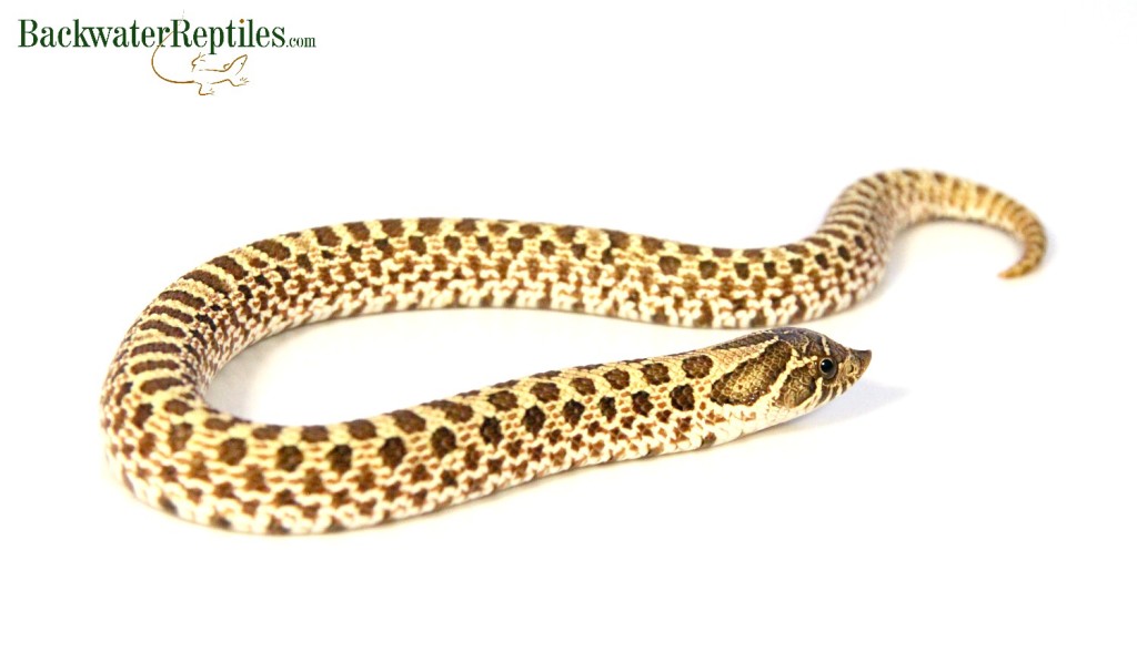 western hognose snake