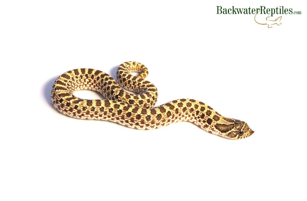 western hognose snake care