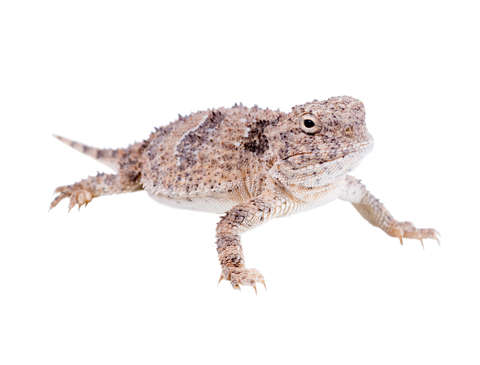 what do horned lizards eat?