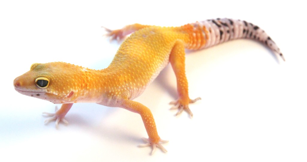 what leopard geckos eat