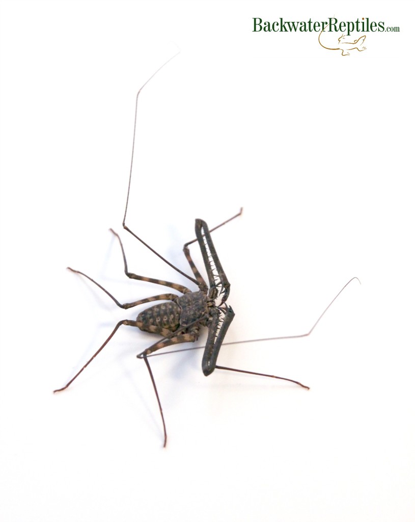 tailless whip spider care