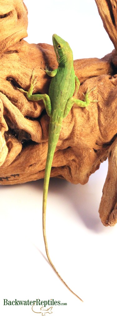 Haitian White-lipped Anole