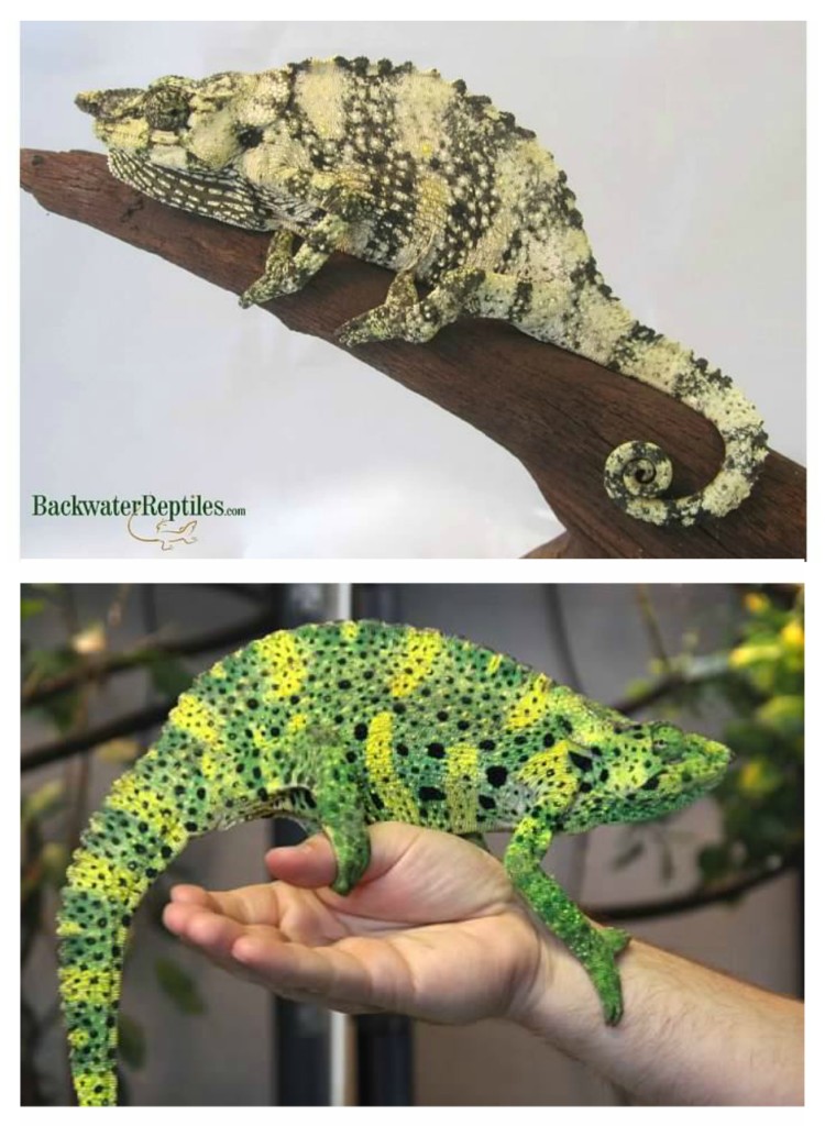 why chameleons change color