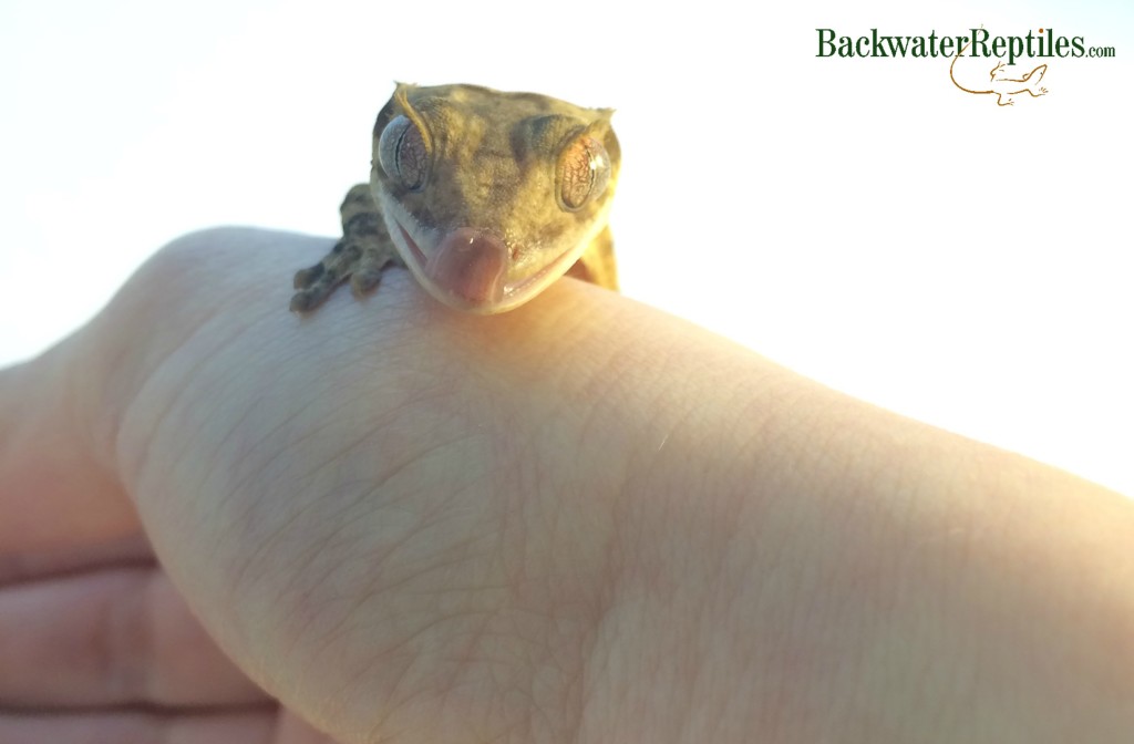 why do geckos lick their eyeballs