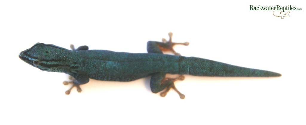 male williams blue cave gecko