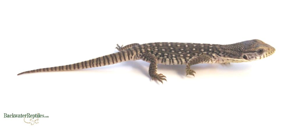 young savannah monitor